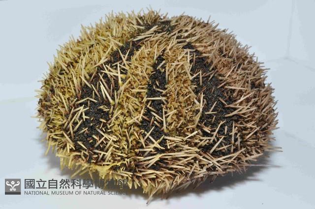 白棘三列海膽藏品圖，第3張