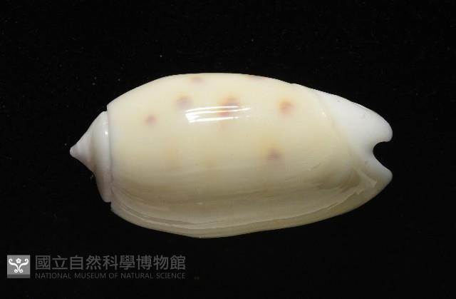 棋盤榧螺藏品圖，第3張