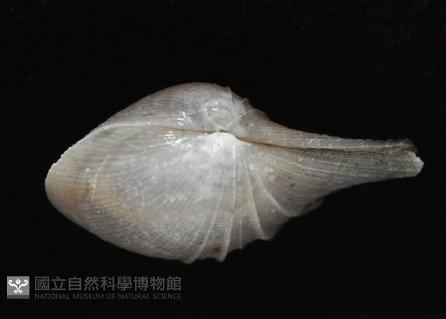 春福杓蛤藏品圖，第3張