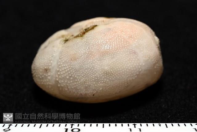 呂宋沐海壺藏品圖，第3張