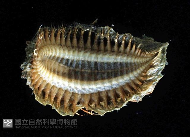 海鼠鱗沙蠶藏品圖，第3張
