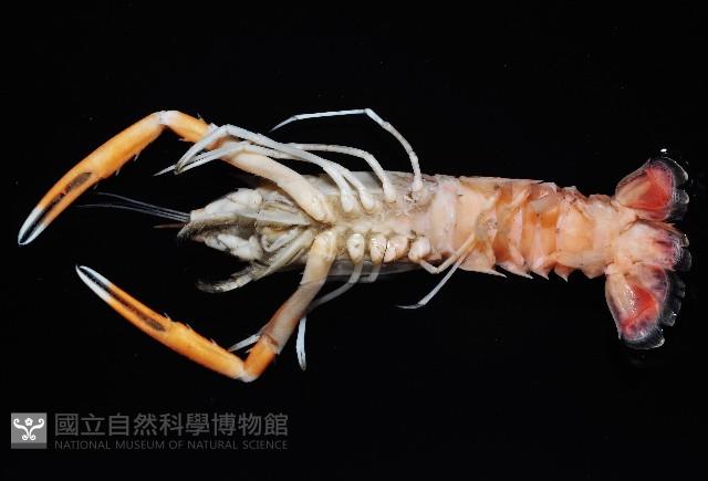 臺灣後海螯蝦藏品圖，第3張
