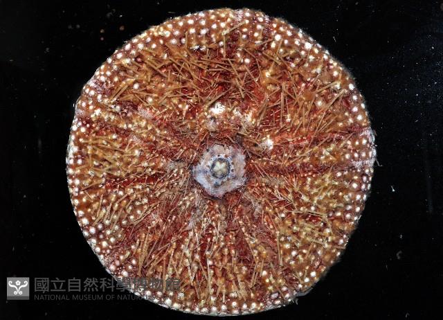 疣小肛海膽藏品圖，第3張