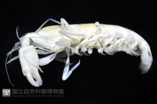 未知種槍蝦藏品圖，第3張