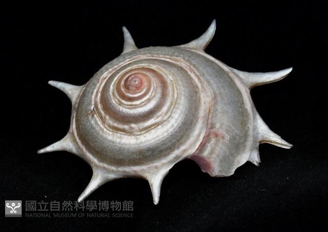 星螺藏品圖，第3張