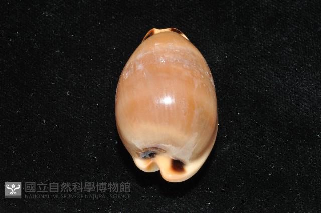大四眼寶螺藏品圖，第3張