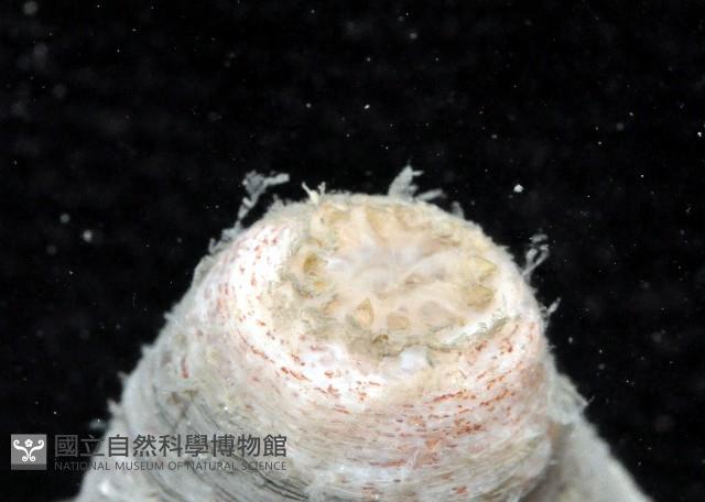未知種芋參藏品圖，第3張