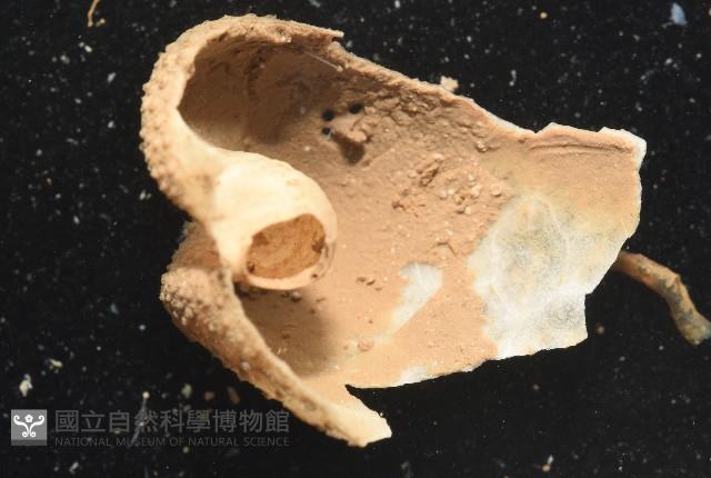 未知種葫蘆海膽藏品圖，第3張