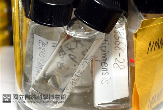 石梯坪聯蟲藏品圖，第3張