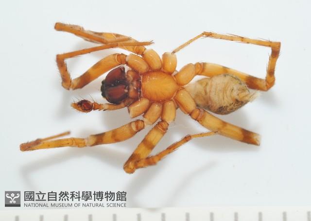 寬股隙蛛藏品圖，第3張