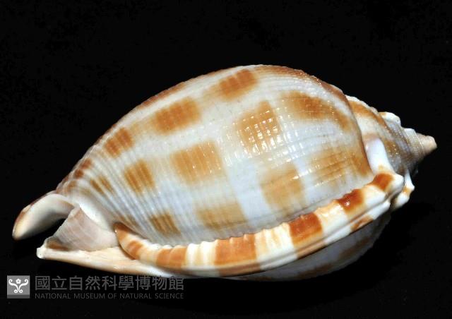 布紋鬘螺藏品圖，第3張