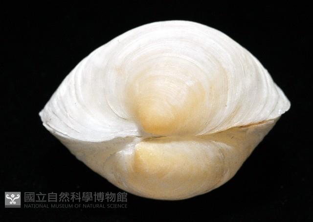 未知種無齒蛤藏品圖，第3張