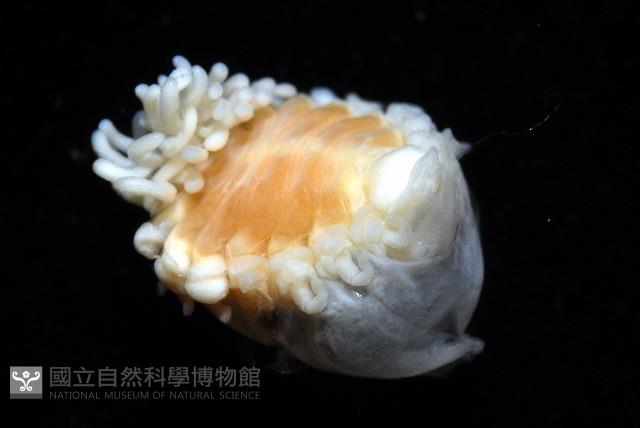 中華淺鰓虱藏品圖，第3張