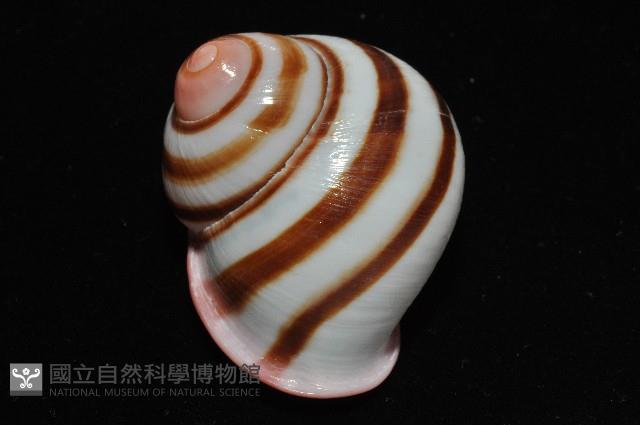 紅口紅蝸牛藏品圖，第3張