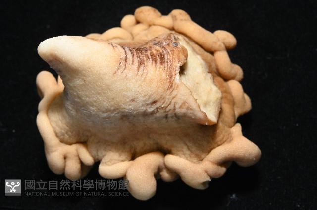未知種指形軟珊瑚藏品圖，第3張