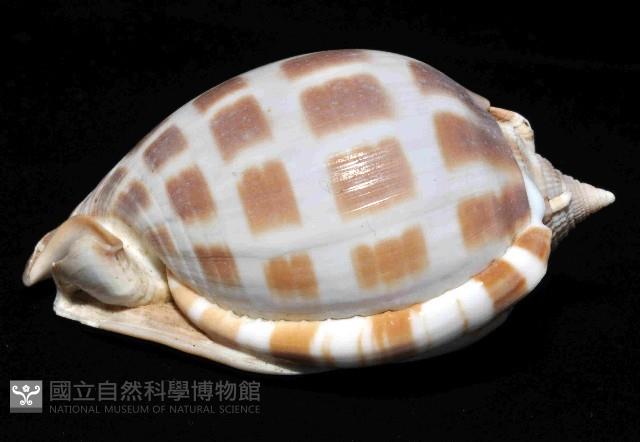 棋盤鬘螺藏品圖，第3張