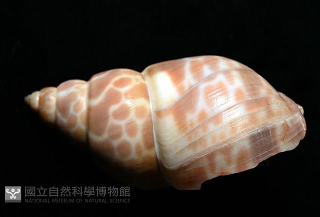 錫蘭鳳螺藏品圖，第3張