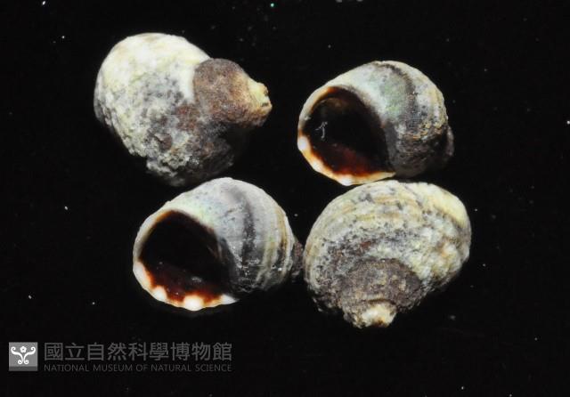 登錄號:007360-00027藏品圖，第3張