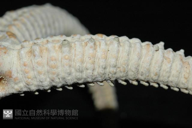 掌枝蛇尾藏品圖，第3張