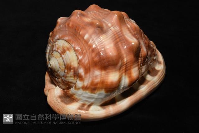 萬寶螺藏品圖，第3張