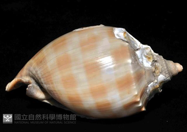 金帶鬘螺藏品圖，第3張