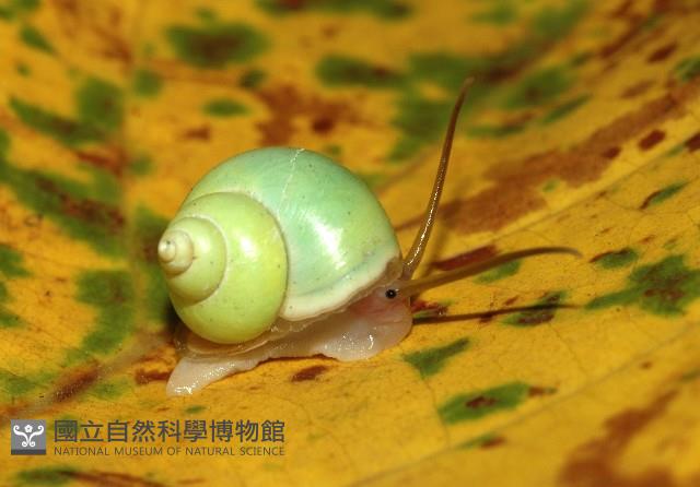 台灣青山蝸牛藏品圖，第3張
