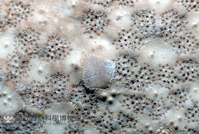 麵包海星(饅頭海星)藏品圖，第3張