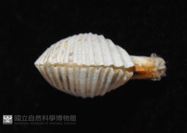 相模灣杓蛤藏品圖，第3張