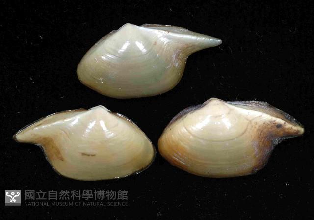 深淵馬刺蛤藏品圖，第3張