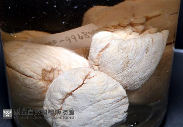 寺町翁戎螺藏品圖，第3張