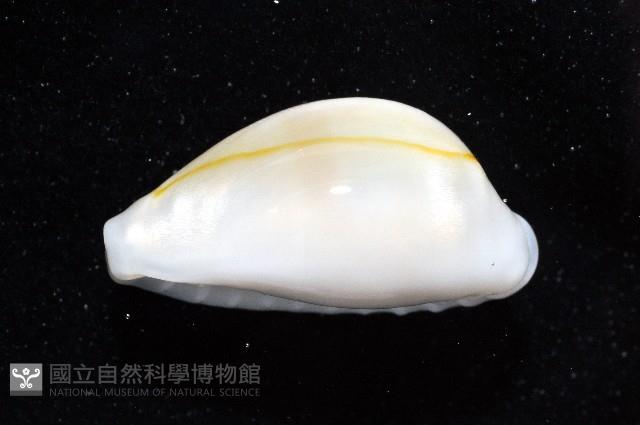 金環寶螺藏品圖，第3張