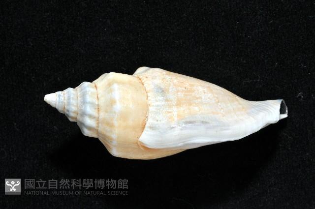黑嘴鳳凰螺藏品圖，第3張