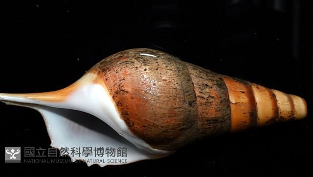 馬丁長鼻螺藏品圖，第3張