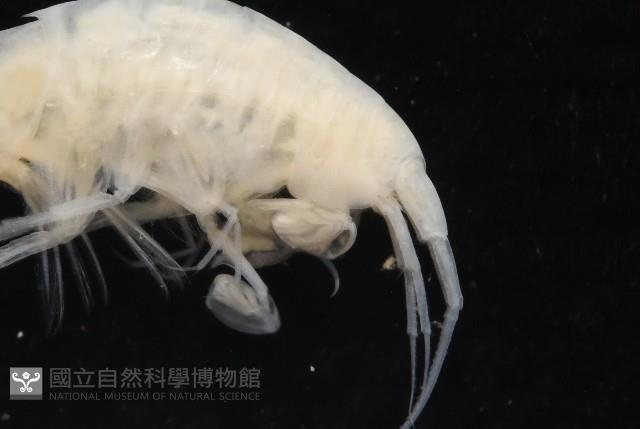 未知種深海鉤蝦藏品圖，第3張