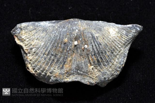 未知種尖翼石燕(化石)藏品圖，第3張
