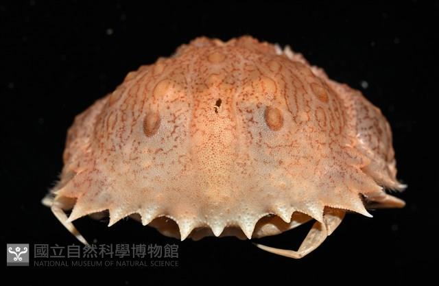 四斑饅頭蟹藏品圖，第3張