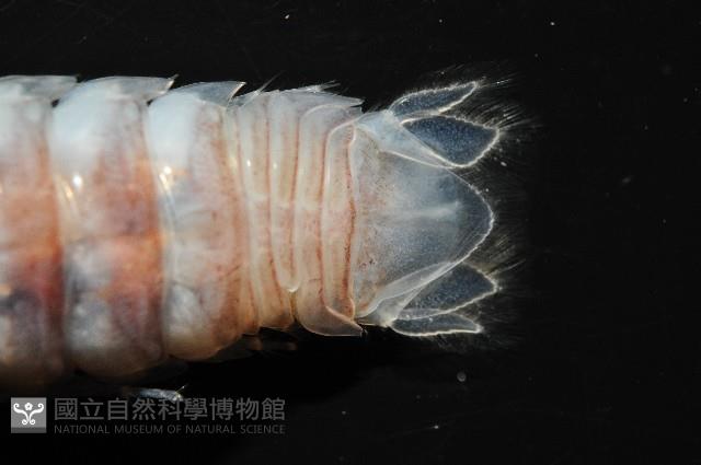 未知種浪漂水虱藏品圖，第3張