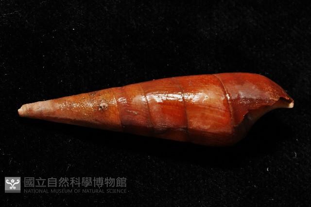 黑蜷藏品圖，第3張