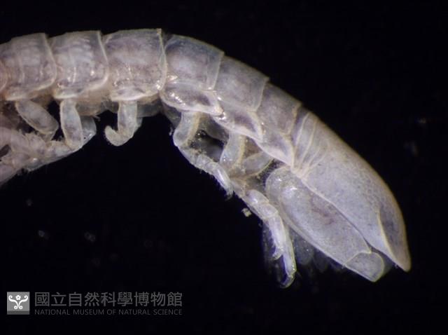 平尾棒鞭水虱藏品圖，第3張