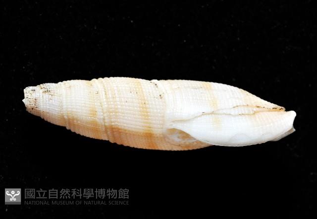 筆形布紋螺藏品圖，第3張