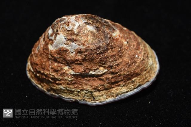 南極笠螺藏品圖，第3張