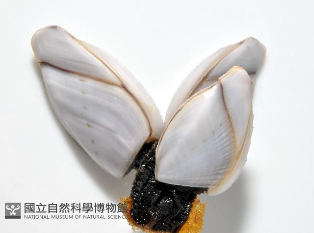 鵝茗荷藏品圖，第3張