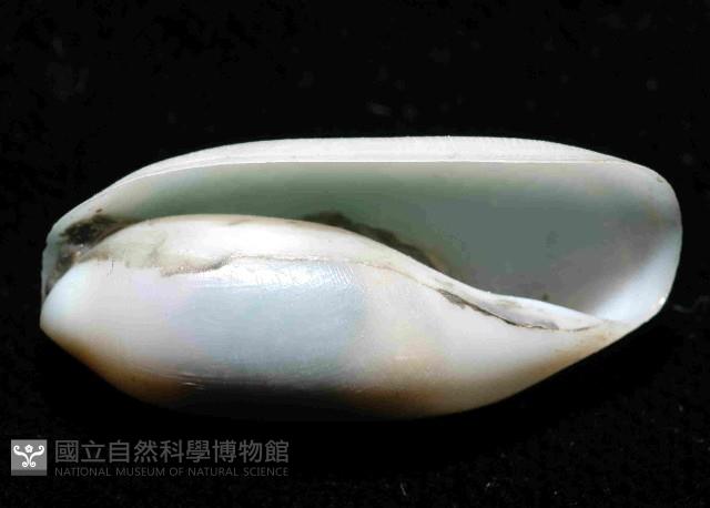 未知種深海粗米螺藏品圖，第3張