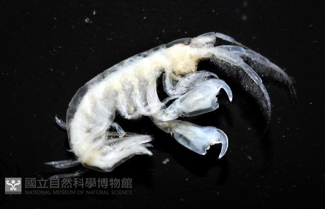 未知種跳蝦藏品圖，第3張