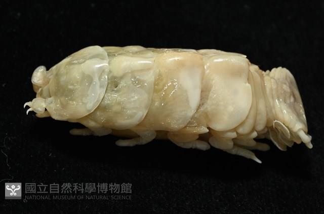 典型額胸水虱藏品圖，第3張