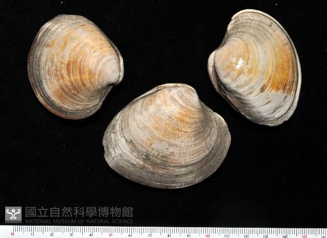 櫻桃寶石簾蛤藏品圖，第3張