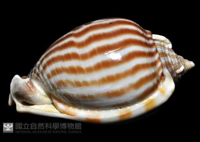 條紋鬘螺藏品圖，第3張