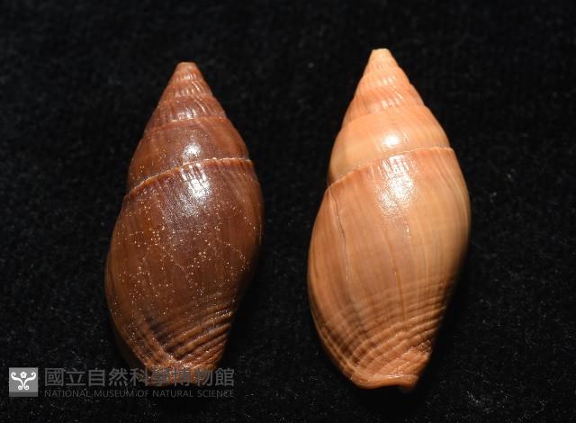登錄號:007819-00115藏品圖，第3張