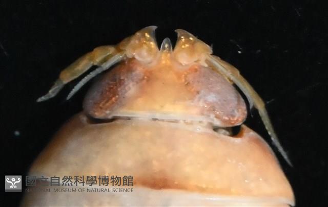 未知種羅司水虱藏品圖，第3張