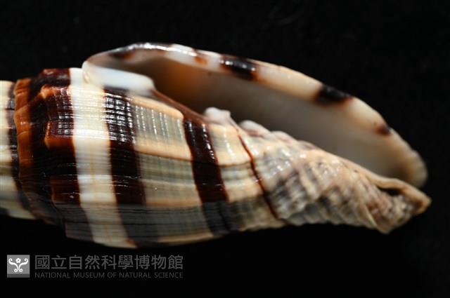 菜鳥蛹筆螺藏品圖，第3張